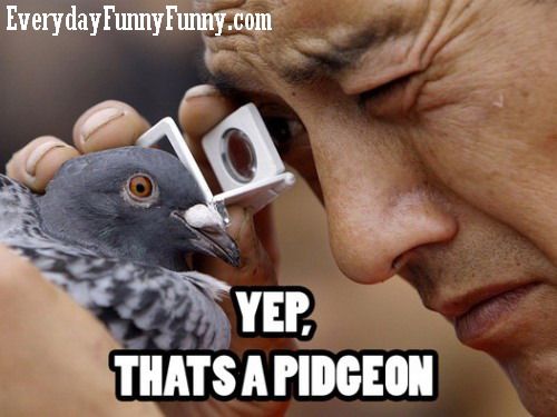 yep-thats-a-pigeon.jpg